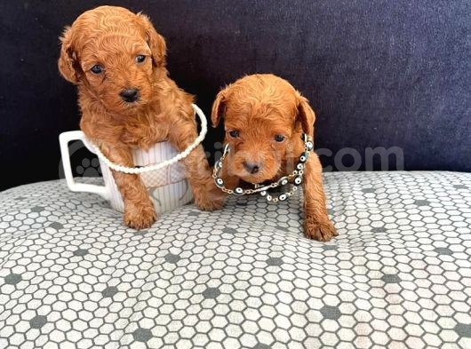 Irk Garantili Kore Toy Poodle Yavrular görsel