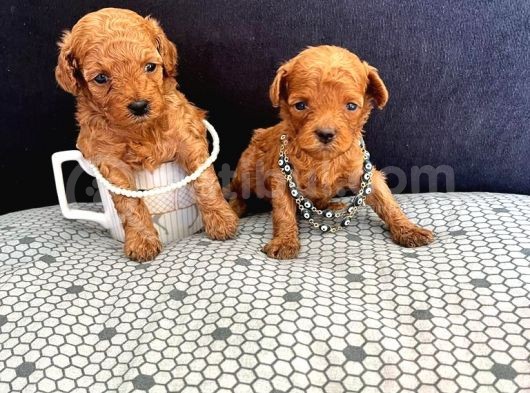 Irk Garantili Kore Toy Poodle Yavrular