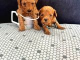 Irk Garantili Kore Toy Poodle Yavrular