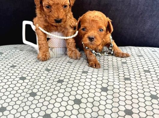 Irk Garantili Kore Toy Poodle Yavrular görsel