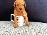 Irk Garantili Kore Toy Poodle Yavrular