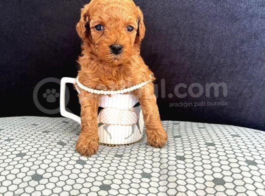 Irk Garantili Kore Toy Poodle Yavrular görsel