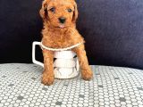 Irk Garantili Kore Toy Poodle Yavrular