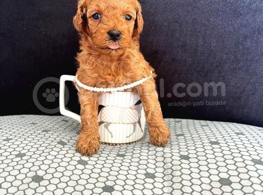 Irk Garantili Kore Toy Poodle Yavrular görsel