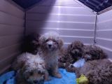 A SCR MUHTEŞEM TOY POODLE  YAVRULARIMIZ