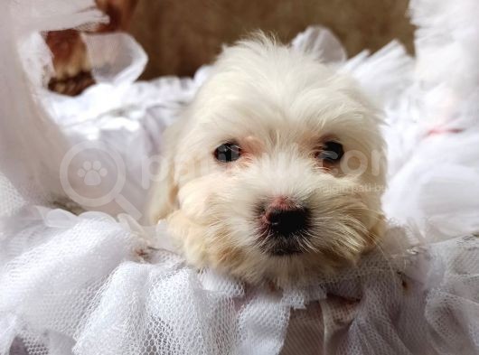 Orijinal Sıfır Boy Maltese Yavrularımız görsel