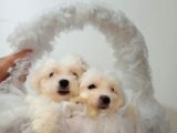 Orijinal Sıfır Boy Maltese Yavrularımız