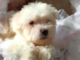 Orijinal Sıfır Boy Maltese Yavrularımız