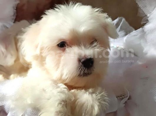 Orijinal Sıfır Boy Maltese Yavrularımız görsel
