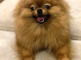 Tea Cup Pomerian Boo Kizimiz