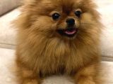Tea cup pomerian boo kizimiz