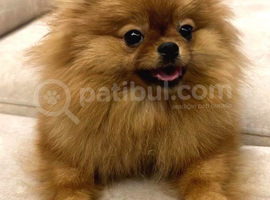 Tea Cup Pomerian Boo Kizimiz