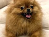 Tea Cup Pomerian Boo Kizimiz