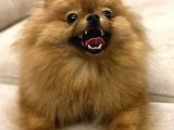 Tea Cup Pomerian Boo Kizimiz