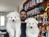 AYİ YAVRUSU SAMOYED A KALİTE IRK