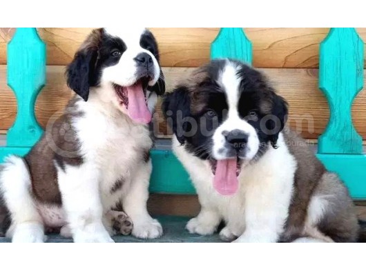 Saint Bernard Yavrularımız görsel