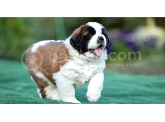 Saint Bernard Yavrularımız görsel