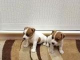 Kisa Bacak Jack Russell Yavrular