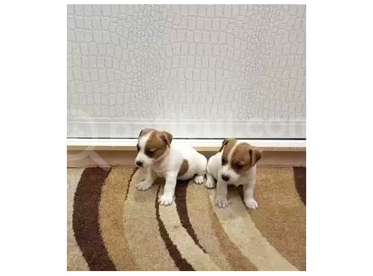Kisa Bacak Jack Russell Yavrular görsel