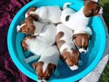 Kisa bacak Jack Russell yavrular
