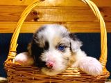 Renk renk border collie yavruları