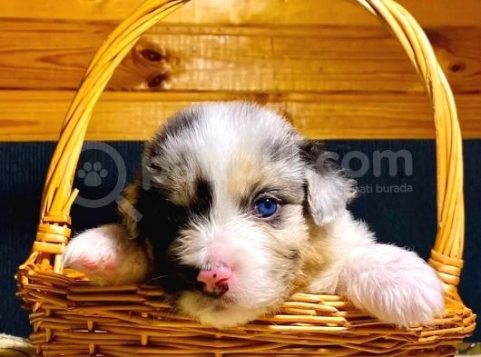 Renk Renk Border Collie Yavruları