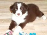 Renk Renk Border Collie Yavruları