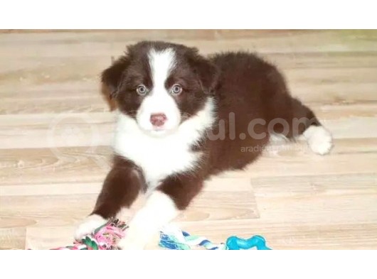 Renk Renk Border Collie Yavruları görsel