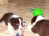 Renk Renk Border Collie Yavruları