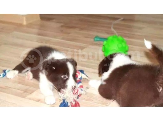 Renk Renk Border Collie Yavruları görsel