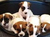 Kisa Bacak Jack Russell Yavrular