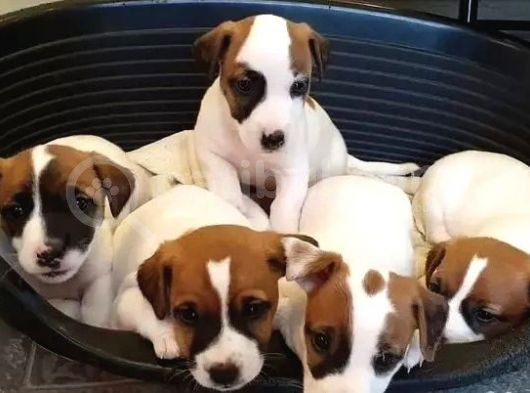 Kisa Bacak Jack Russell Yavrular görsel