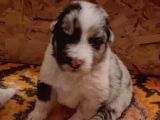 Renk Renk Border Collie Yavruları