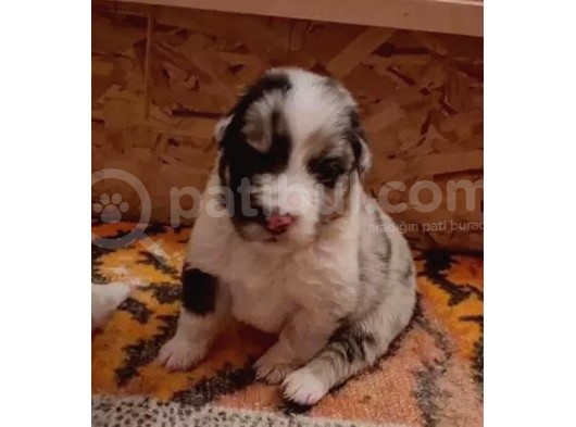 Renk Renk Border Collie Yavruları görsel