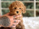 Orjinal Toy Poodle