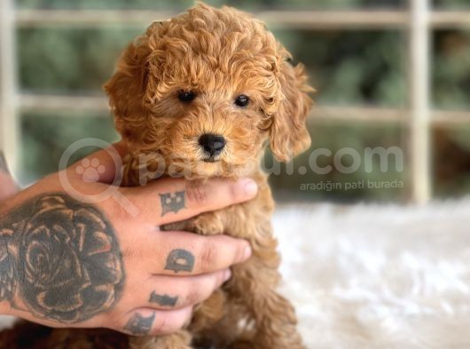 Orjinal Toy Poodle görsel