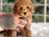 Orjinal Toy Poodle