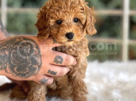 Orjinal Toy Poodle