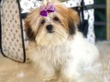 Dizayn Irk Morkie Güzelliği