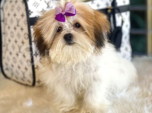 Dizayn Irk Morkie Güzelliği görsel
