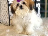 Dizayn Irk Morkie güzelliği