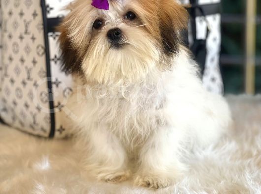 Dizayn Irk Morkie güzelliği