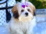 Dizayn Irk Morkie Güzelliği
