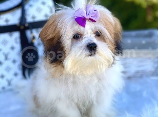 Dizayn Irk Morkie Güzelliği görsel