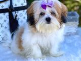 Dizayn Irk Morkie Güzelliği