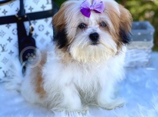 Dizayn Irk Morkie Güzelliği görsel