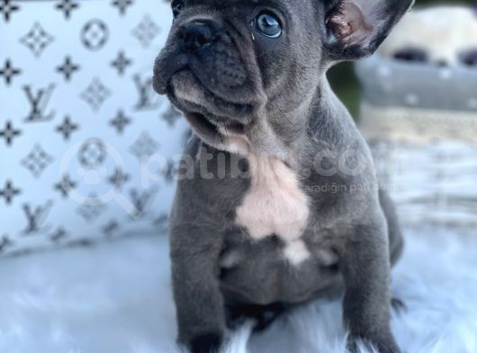 Süper Anatomi Blue French görsel
