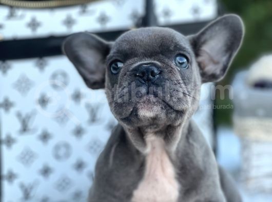 Süper Anatomi Blue French görsel