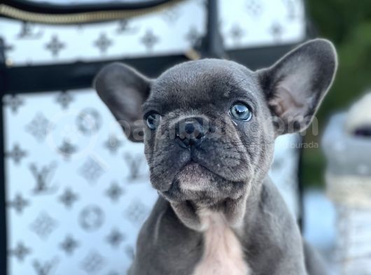 Süper Anatomi Blue French görsel