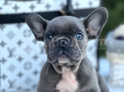Süper Anatomi Blue French görsel